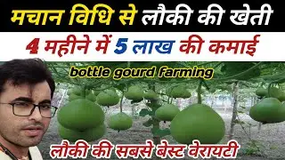 मचान विधि से लौकी की खेती। bottle gourd farming। best verayity। sabji ki kheti। 5 lakh ki kamayi। 