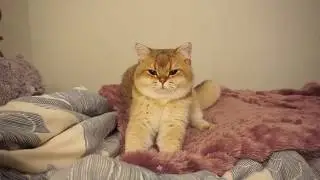 Maple Cat and Blankie