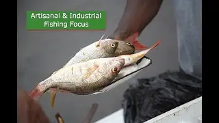Fishing for the Future | Artisanal vs. Industrial Secrets