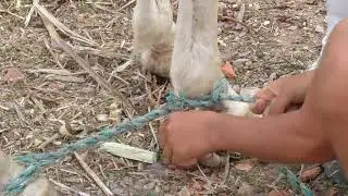 Ensinando como  apiar  um cavalo passo a passo