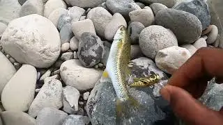 PESCA DE TRUCHA EN RIO CRISTALINO