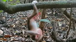 Abandon baby monkey learn to cling to play trees to develop yourself