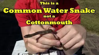 This is a Common Water Snake not a Cottonmouth