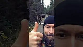 Extinct Moose Spotted Again After 100 Years