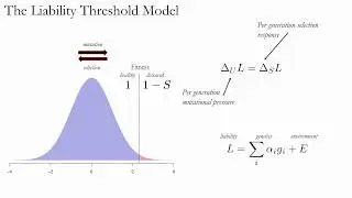 Berg: Population genetic models for highly polygenic disease