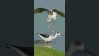 Black-winged stilts fighting   Wincent   2KNcN #nature #wildlife #birds