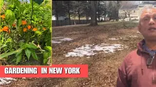 Will Jamaican Scotch Bonnet Grow In New York ? 🤔 What Should I Do With This Land?
