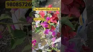 Thai Bougainvillea Plant In Implant Nursery Bareilly🌹Nursery Visit👍#shorts #idrisibuttonstore #plant