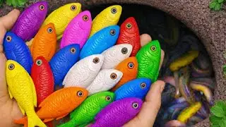 Catch Colorful Aquarium Fish in Giant Colorful Egg, Tiger Tetra, Pencil Fish, Eel, Baby Turtle,Koi