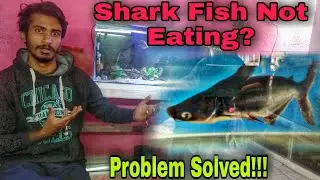 Shark Fish Not Eating Problem Solved | Meri shark fish kuch kha kyu nai rahi?😭 #aquarium
