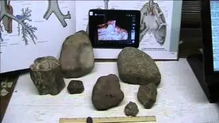 Undeniable Signs of life in petrified trees and creatures