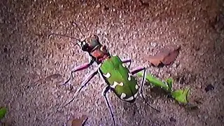 БИОСФЕРА: 64. Скакун Простой (Cicindela soluta)