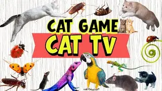 4K CAT TV ⚽🐭 | Rat, Lizard & Cockroach Ball Chase | Cat GAMES | TV FOR CATS | Cute Cat TV Official