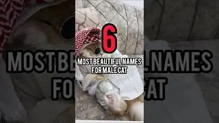 6&bull;MOST BEAUTIFUL NAMES FOR MALE CATS #viral #shorts #shortvideo #islam #cat #motivation