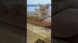 Вы это вообще видете? #catvideos #cat #shortsfeed #catshorts #catlife #shortsfeed #shortsvideo