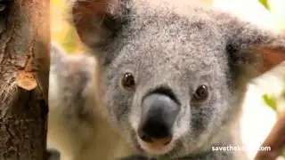 #SaveTheKoala - Australian Koala Foundation