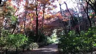 Late Autumn Stroll @ Institute of Nature Study