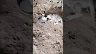 baby cat 🐱ka new trika dudh pine ka🤣😂
