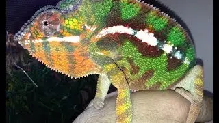 How to Set Up & Care for Panther Chameleons