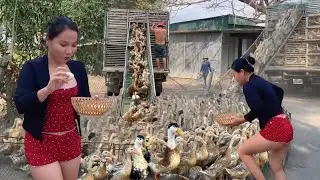 Full video: Life of free-range ducks transported by truck to rice fields.