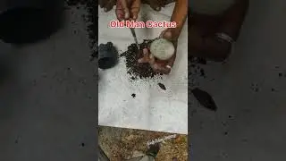 Old Man Cactus potting from Nursey grow bag #oldmancactus #cactuscare #cactuspotting #cactustips