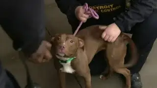 Overhaul at Detroit Animal Control