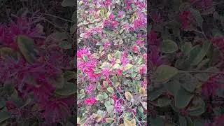 NATURE DECOR/FRINGE FLOWERS.