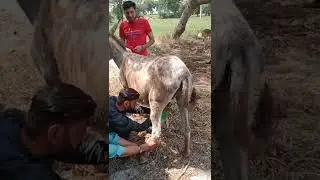 Funny Donkey Milking #shorts #funny