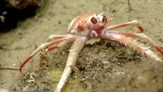 Rare Glimpse of Ancient Corals and Other Creatures of the Deep | Pew