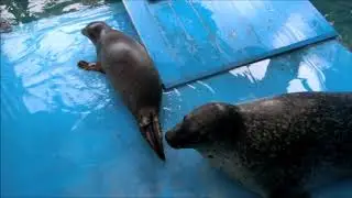 【アザラシ】年の終わりも始まりも（伊勢シーパラダイス／水族館）