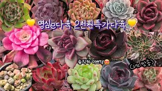 명심e 2천원특가다육♡(1.31.토)