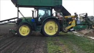 VaVi Tulips Bollen Planten