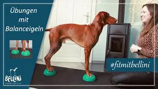 Übungen mit Balanceigeln | Workout für euren Hund | #fitmitbellini