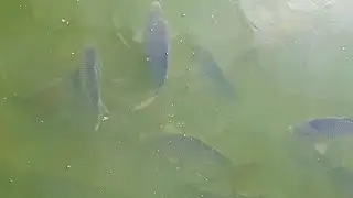 прикорм КАРПОВ🐟🐟🐟