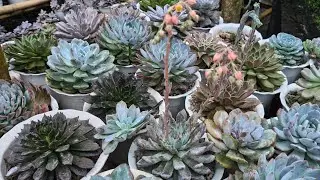 Succulent Update & Checking Time...