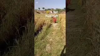 🌾🐁Rat hunting #farmingvideo #ihavethisthingwithplants #villagelife #animalhunting #farming