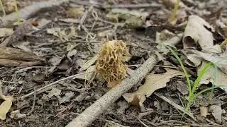 Nature Short: White Morel Mushrooms