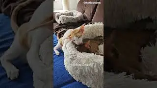 Кошачий Инь-Янь 😺 Руфус может быть другим #cat #shorts #funny