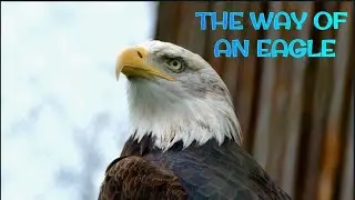 THE WAY OF AN EAGLE |342|Minutes2Muse| 13TH MARCH| 2023|Meditation of GOD's Word|