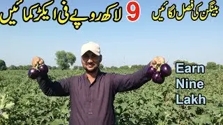 Brinjal Farming In Pakistan and Earn Nine Lakh Rupees Per Acer ||  Village Life Vlog By Minhas