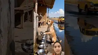 The dog worked hard to satisfy his hunger 😭 #ai #dog #save