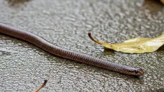 കുരുടിക്ക് കണ്ണുണ്ടായാൽ ?...
