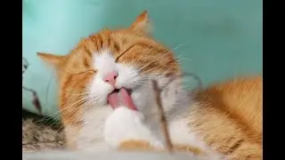Kittens dozing off after heavy milk meal