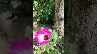 Mesembryanthemum Flower  Time Lapse ( 48x speed )#mygarden 🌻🌻