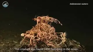 Deep Water Creature: Basket Star