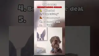 Top 5 &ldquo;Dogs understanding humans&rdquo; Moments #dogs #funny #clips #funnyvideos #rank #memes #animals