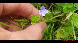 SLENDER SPEEDWELL found by me at Batford Springs Nature Reserve, Batford, Hertfordshire on 05.05.23