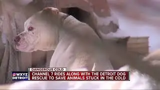 Dogs stuck outside in the cold