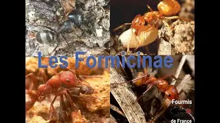 les Formicinae