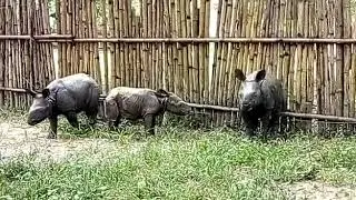 Flood Rescued Rhinos in Assam